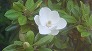_2008_06_magnolia.jpg