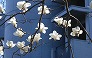 _2009_03_magnolia.jpg
