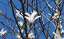 _2009_03_magnolia_kobus2.jpg