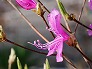 _2009_04_rhododendron.jpg