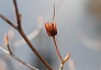 _2010_12_rhododendron.jpg