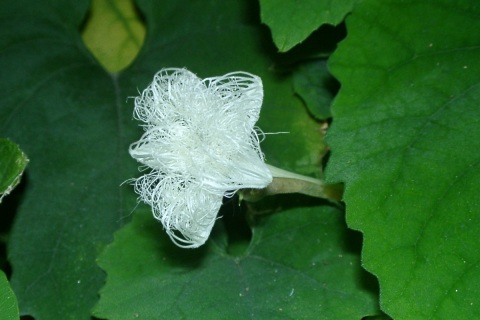 trichosanthes1.jpg