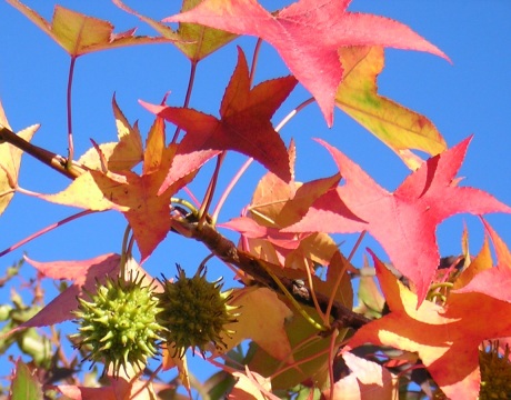 liquidambar2.jpg