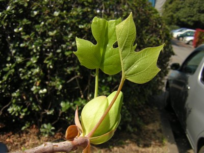 liliodendron.jpg