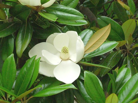 magnolia_grandiflora1.jpg