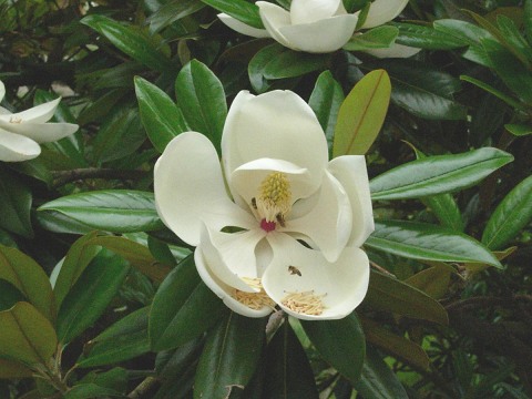 magnolia_grandiflora2.jpg