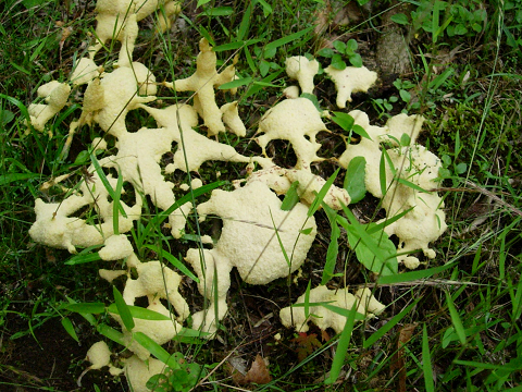 slime_mold.png