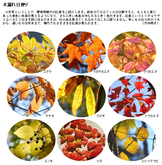 colored_leaves.jpg