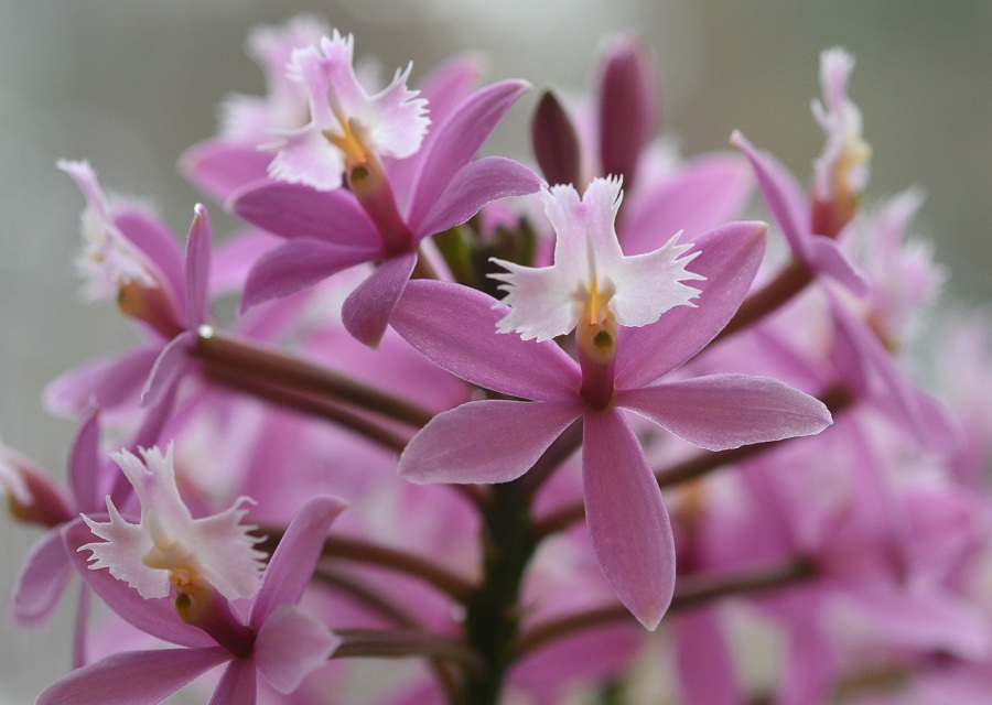  Epidendrum ̉|
