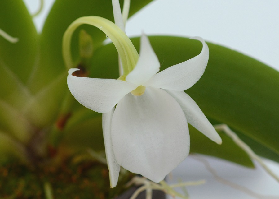 Angraecum leonis