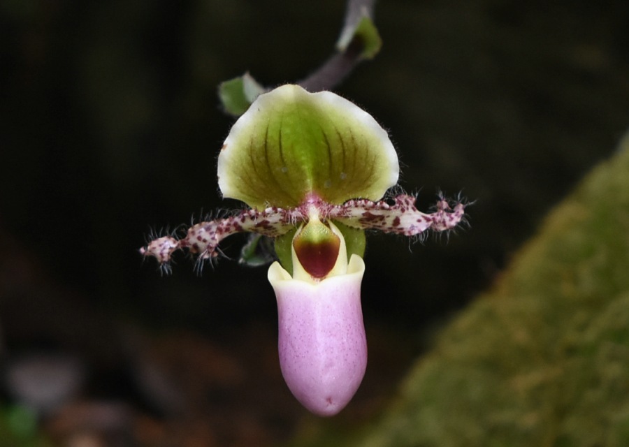 Paphiopedilum glaucophyllumi}gA