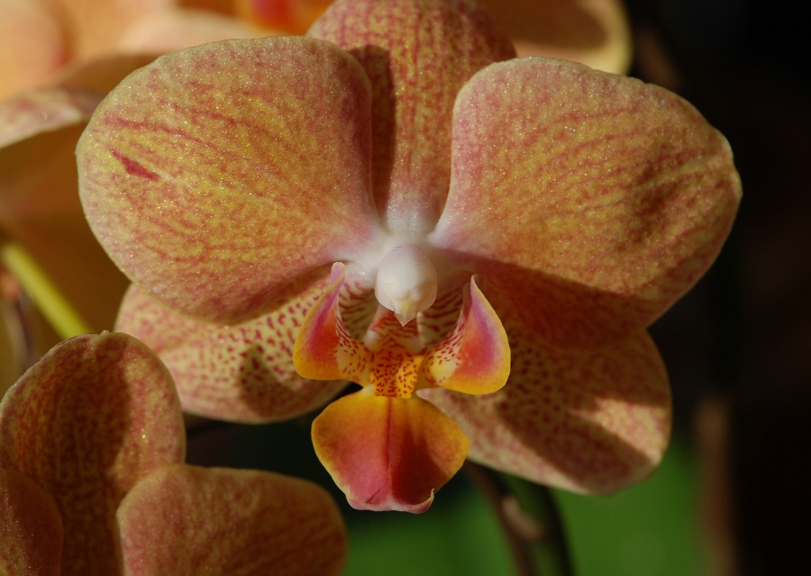 Phalaenopsis ̉|i