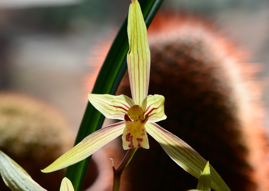 Cymbidium ͔̍|iitj