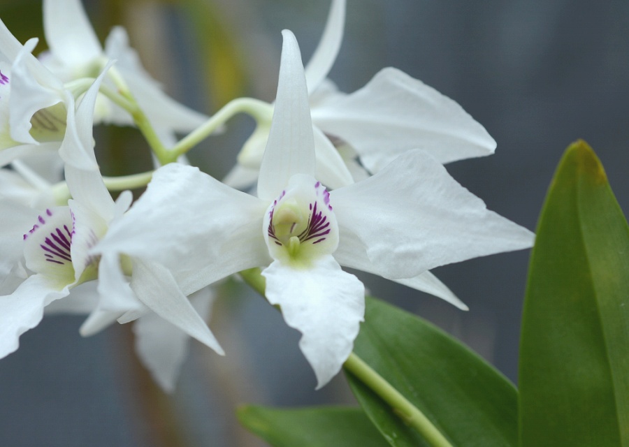 Dendrobium johnsoniae