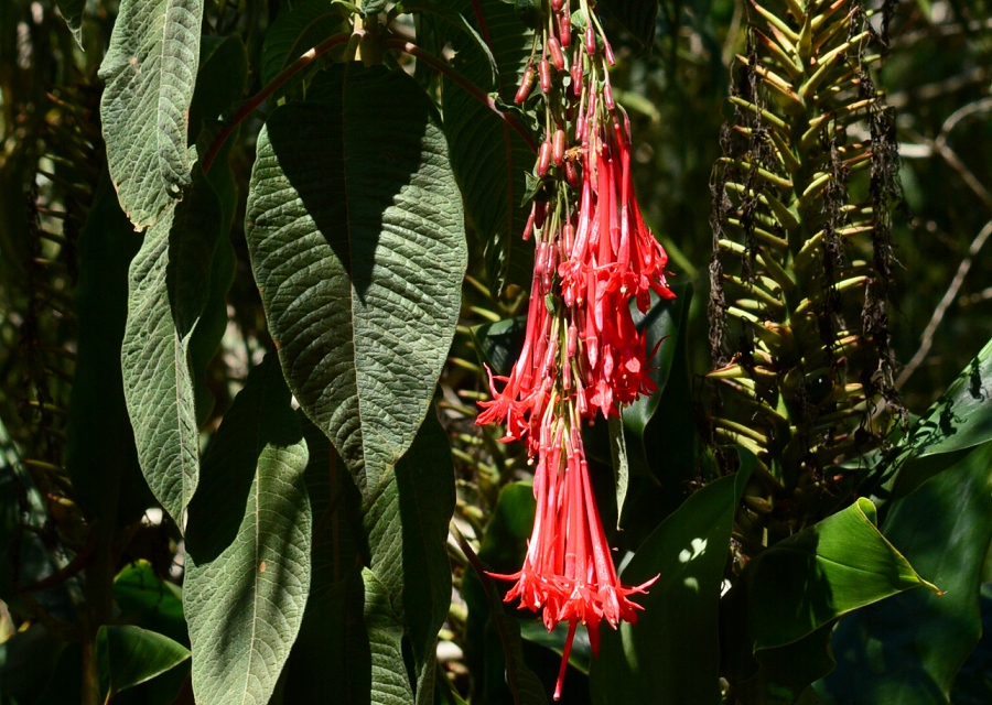 Fuchsia boliviana, pꖼ Bolivian FuchsiaAO