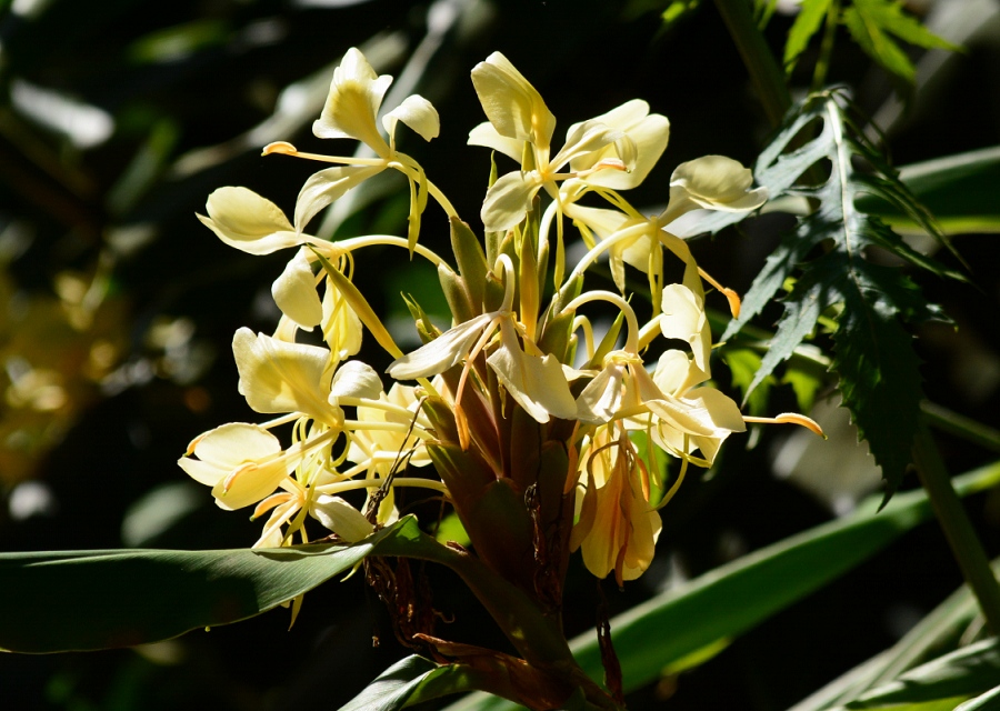 Hedychium flavescens, pꖼ Yellow gingerAO