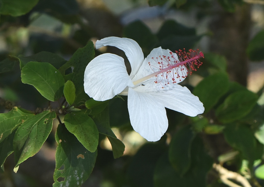 Hibiscus arnotianus,  nCŗL̃nCrXJẌ