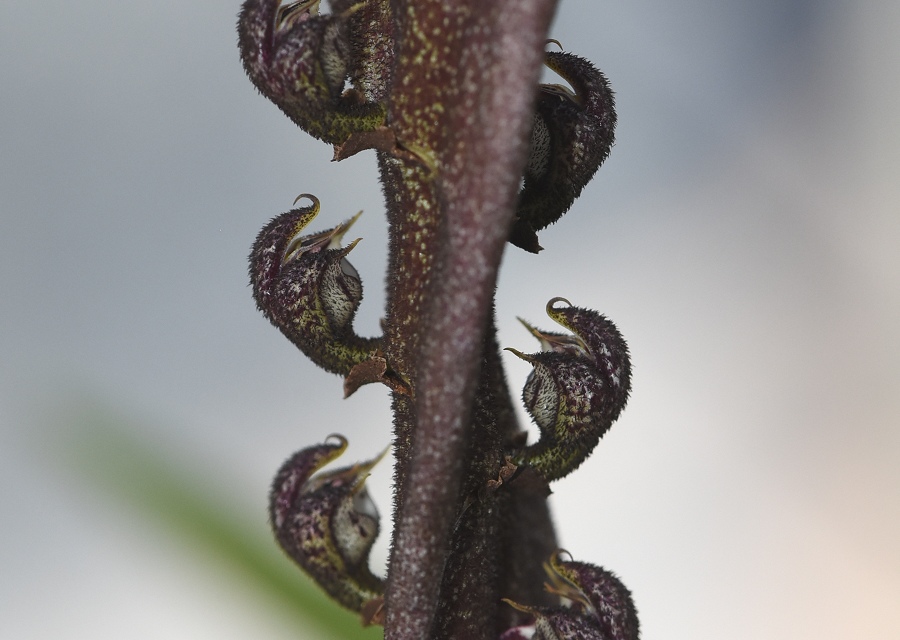 Bulbophyllum purpureorhachis