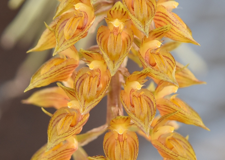 Bulbophyllum sp