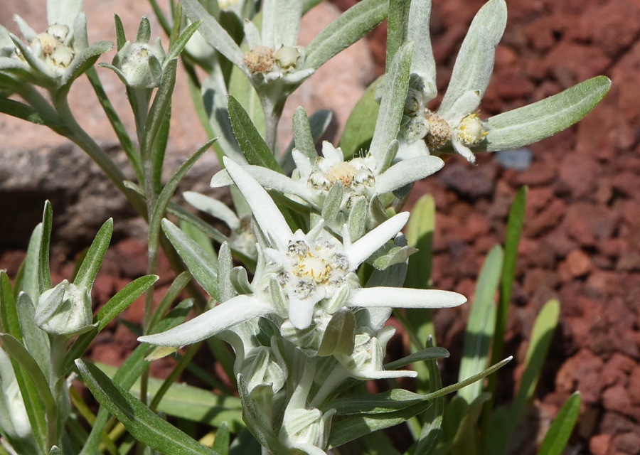G[fCX  Leontopodium alpinum