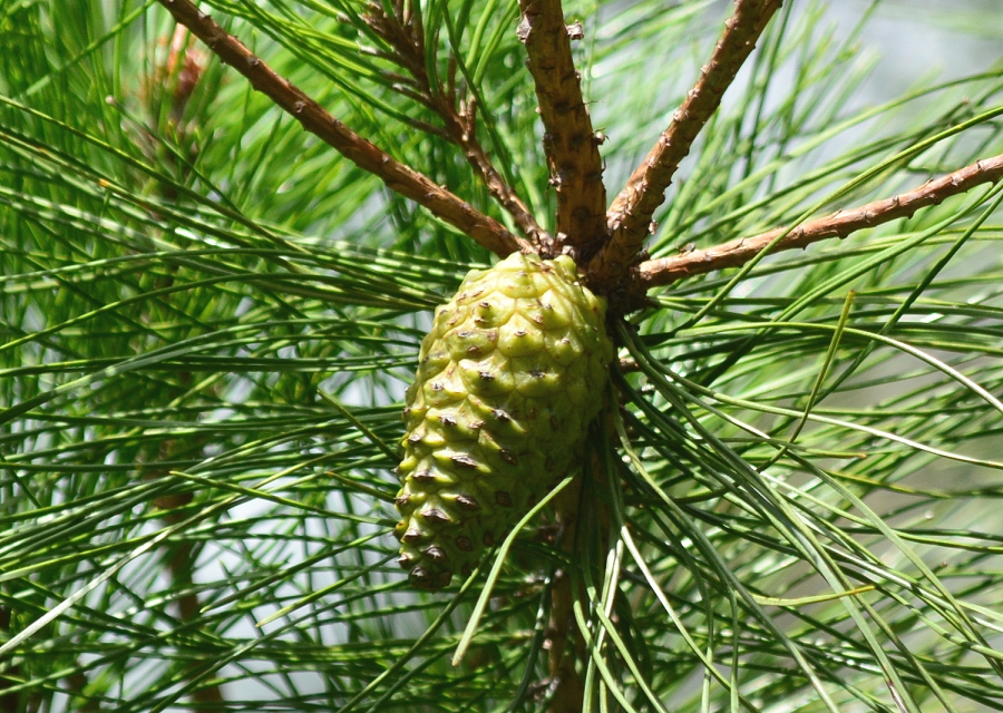 Pinus_densiflora_1.jpg