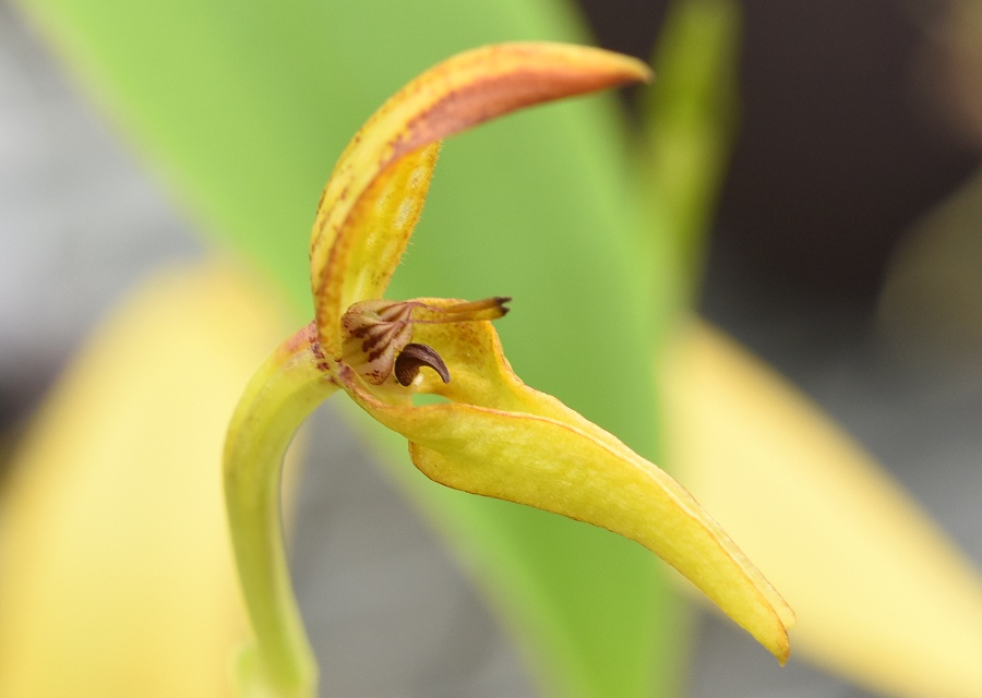 Bulbophyllum ̂P