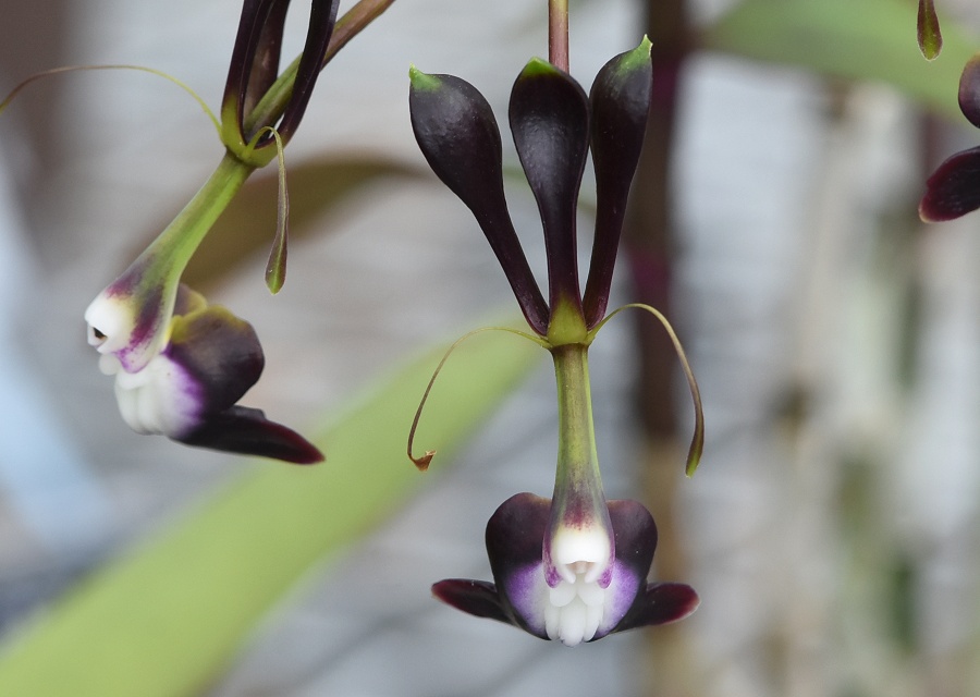 Epidendrum melanoporphyeum
