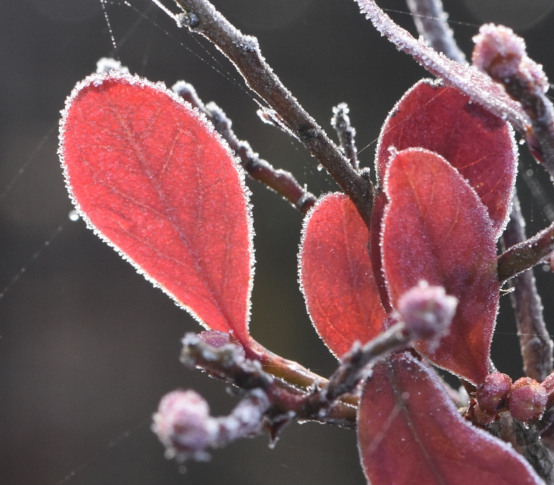 ブルーベリーの葉におりた霜
