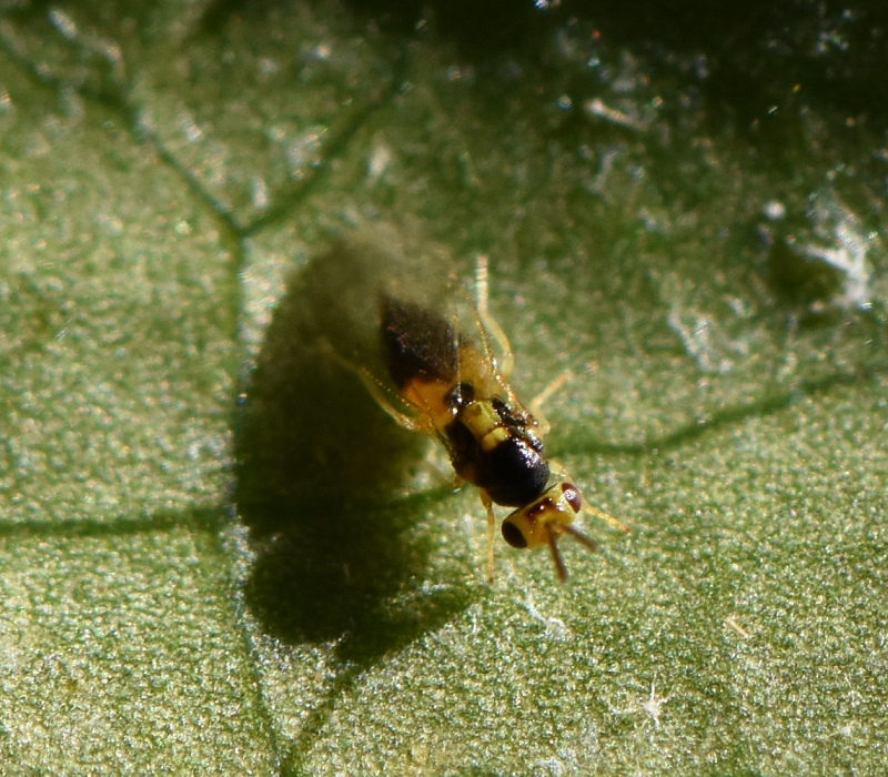 カクレミノの葉の裏にいた小さなハチの仲間