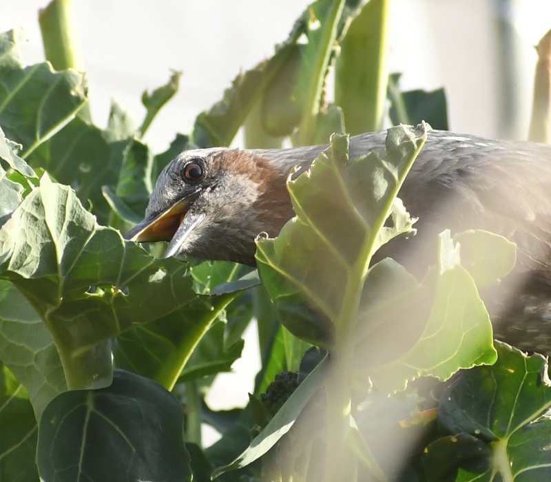 ブロッコリーの葉を食べるヒヨドリ