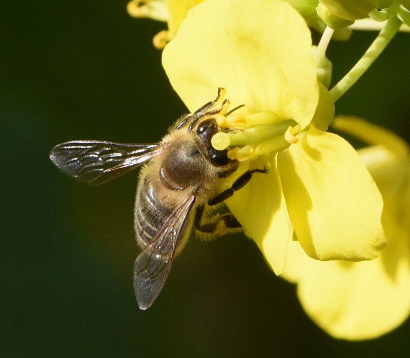 菜の花に来たニホンミツバチ