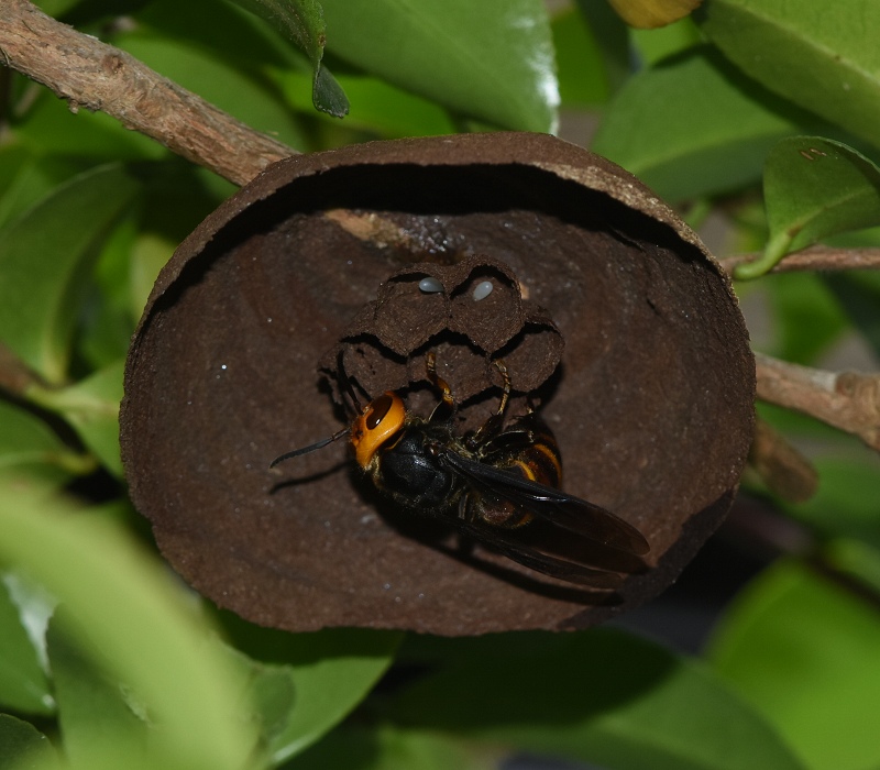 巣作り中のコガタスズメバチ