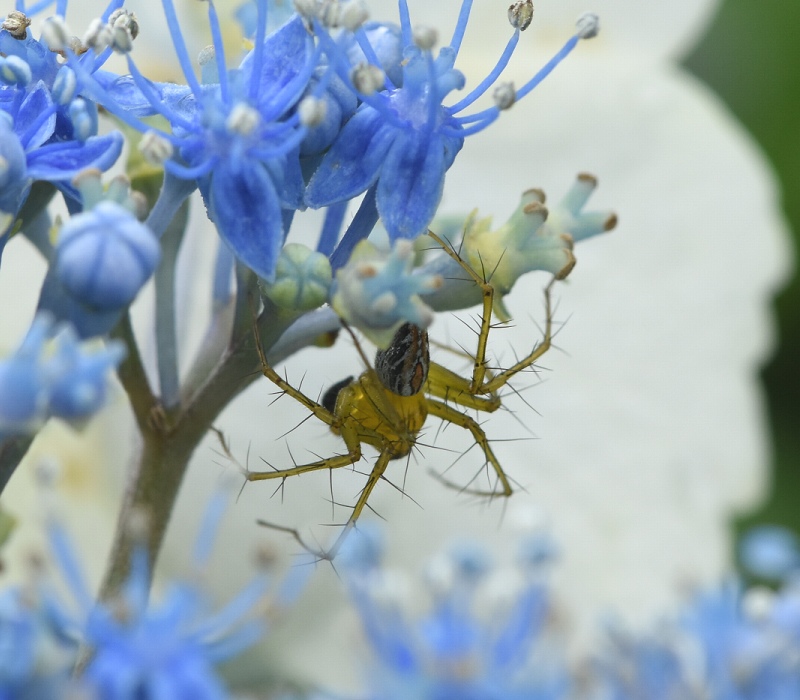 アジサイの花序に潜むササグモ