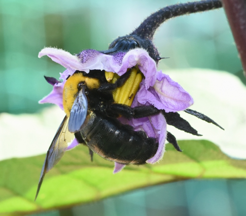 ナスの花で食事中のキムネクマバチ