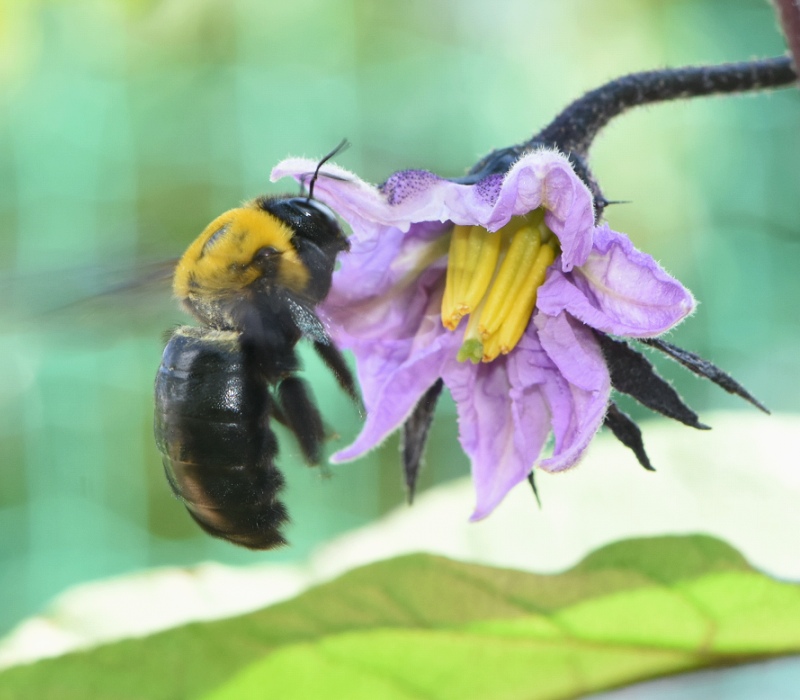 ナスの花から飛び立つキムネクマバチ