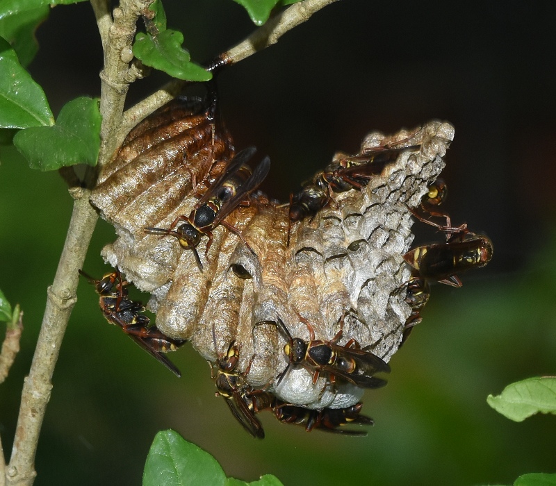 コアシナガバチの巣作り