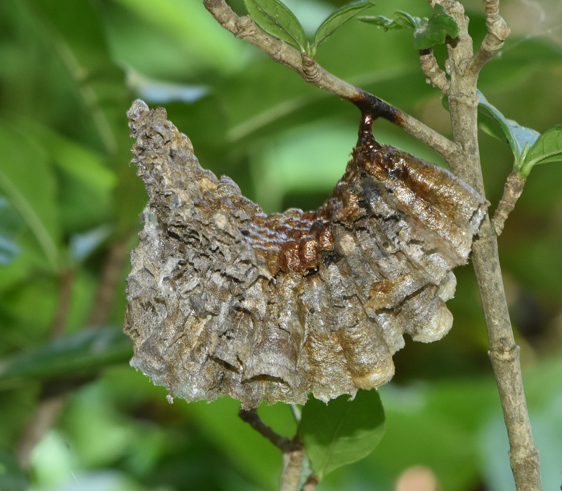 放棄されたコアシナガバチの巣