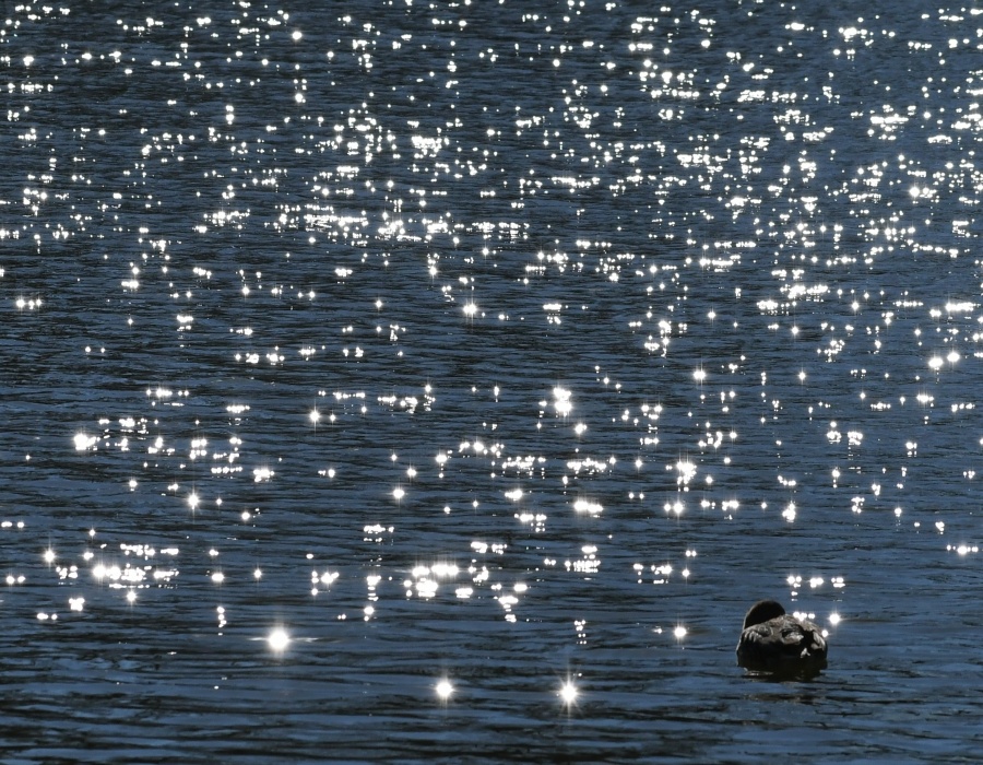 光を反射する池の水面