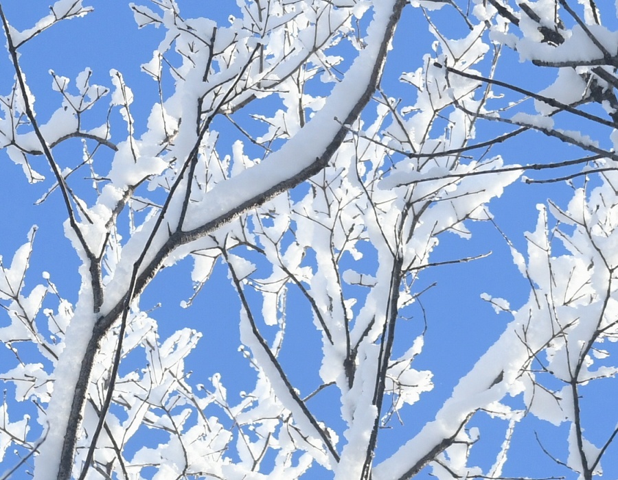 コナラの枝に積もった雪