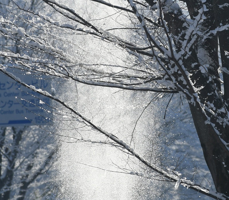 木から落ちる雪