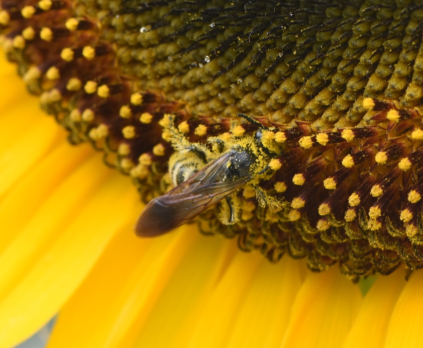 ヒマワリの花にいたツチバチの１種