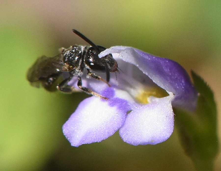 トキワハゼの花に来た小さなハチ