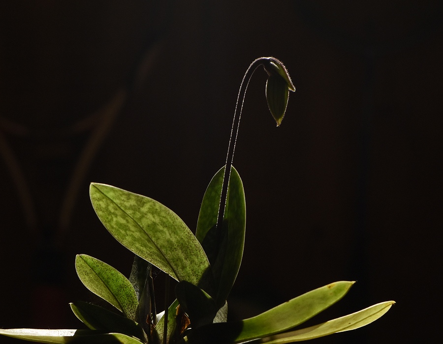 Paphiopedilum</i>のつぼみ