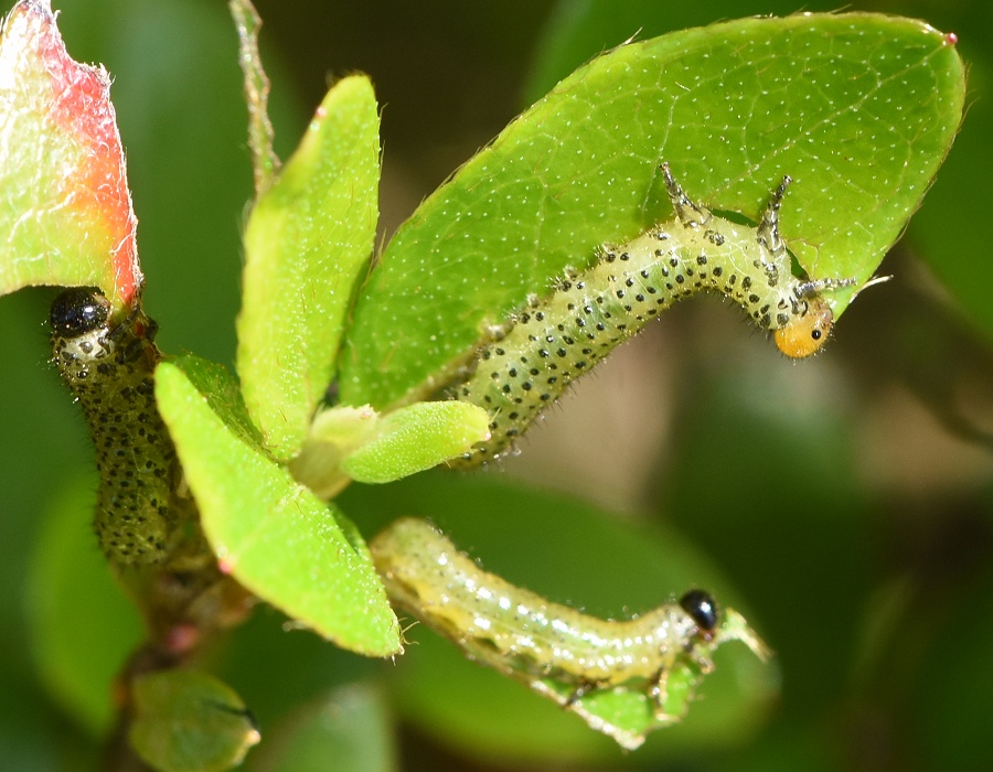 ツツジの葉を食べるルリチュウレンジの幼虫