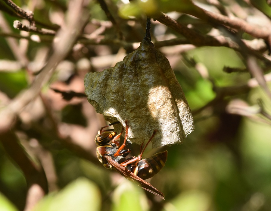コアシナガバチの巣作り