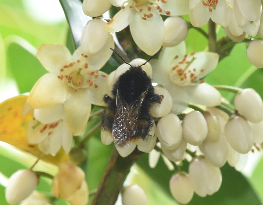 サカキの花に来たクロマルハナバチ