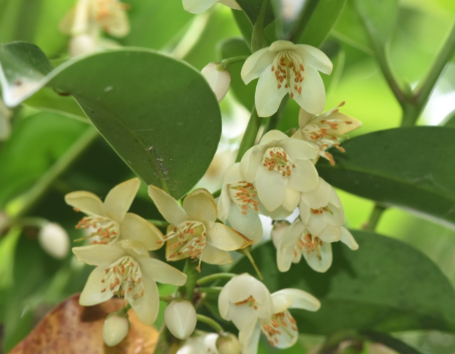 サカキの花