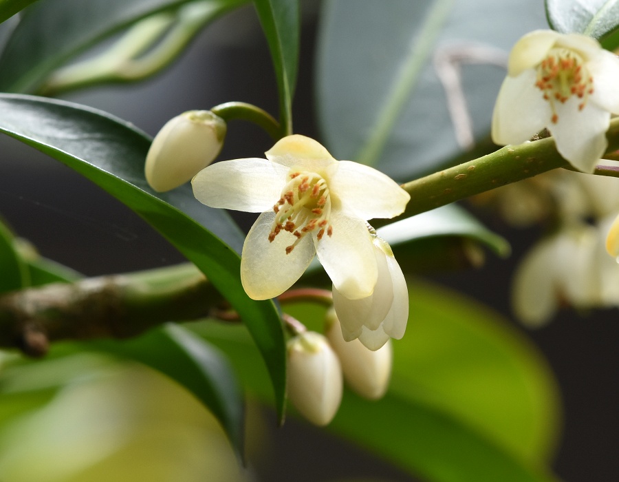 サカキの花