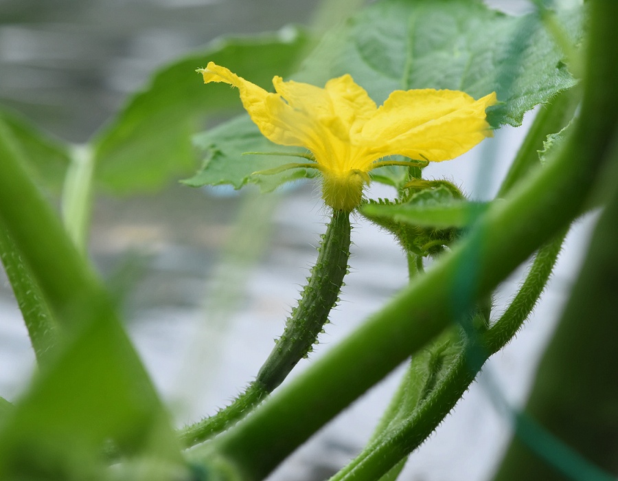 キュウリの雌花