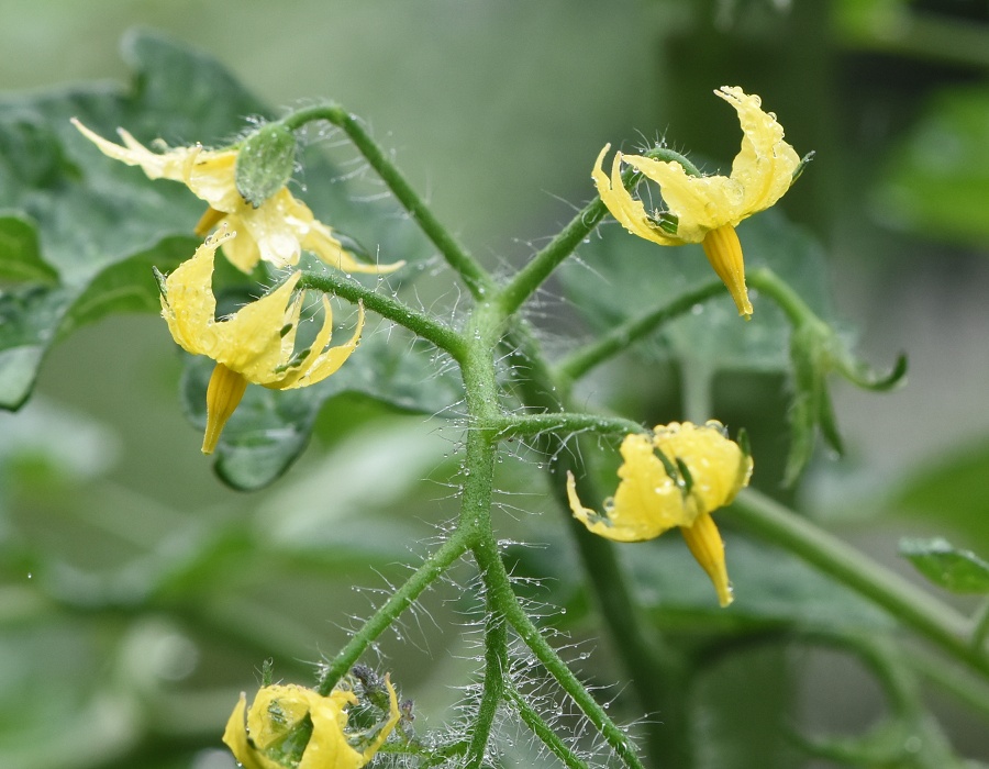 トマトの花